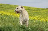 IRISH WOLFHOUND 061